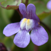 Cymbalaria muralis - Abriachan Nurseries The Garden On Loch Ness